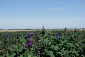 Obraz Buddleja